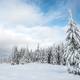 Winter trees covered with fresh snow - PhotoDune Item for Sale