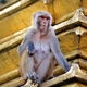 Monkey on a temple. Swayambhunath, Nepal - PhotoDune Item for Sale