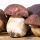 Presentation of the freshly harvested whole porcini mushroom - PhotoDune Item for Sale