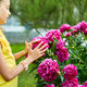 Little girl in the garden in bushes of peonies, child touch the flower - PhotoDune Item for Sale