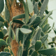Beautiful big cactus growing in botanical greenhouse - PhotoDune Item for Sale
