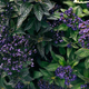 Sweet purple background of grass flower plant, romance background - PhotoDune Item for Sale