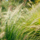 Pampas grass blowing in the wind. Cortaderia selloana moving in the wind. Bright and clear scene - PhotoDune Item for Sale