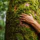Hand touching a tree trunk in the forest. Forest ecology  - PhotoDune Item for Sale