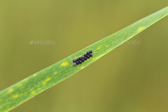 Pest eggs laid on wheat leaves. Beetle eurygaster integriceps. - Stock Photo - Images