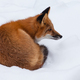 Young Red Fox genus Vulpes resting on snow bed - PhotoDune Item for Sale