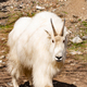 Wild Mountain Goat Oreamnos americanus portrait - PhotoDune Item for Sale