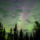 Taiga night sky northern lights auroa borealis - PhotoDune Item for Sale