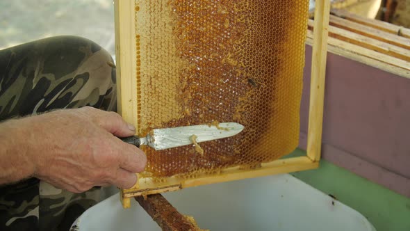 Honey Production Concept alt