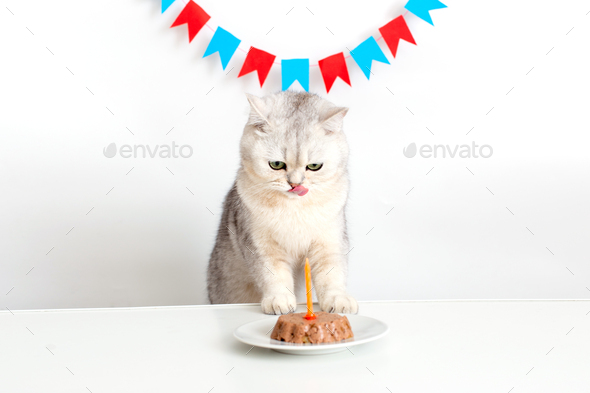 A funny cat in a yellow paper cap at a white table with a canned cat cake with a candle