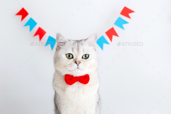 Portrait of cute cat in a red bow tie, sitting on a white background under multicolored small flags