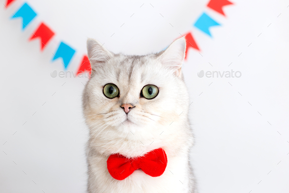 Portrait of white cat in a red bow tie, sitting on a white background under multicolored small flags
