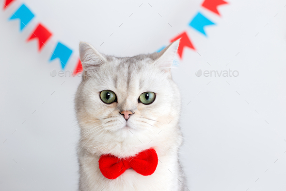 Cute white cat in a red bow tie, sitting on a white background under multicolored small flags