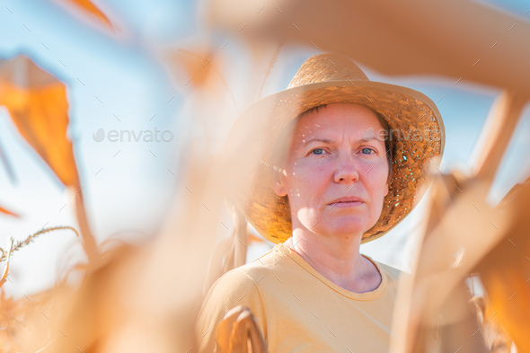 Female agronomist and farmer standing in ripe harvest ready dent corn field - Stock Photo - Images