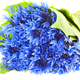 blue cornflower bunch - PhotoDune Item for Sale