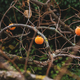 Bare branches of persimmon tree with ripe khaki fruits growing on it - PhotoDune Item for Sale