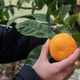 Child picking a ripe mandarin citrus fruit from a tree growing in backyard - PhotoDune Item for Sale