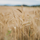 Beautiful golden wheat field growing in the summer - PhotoDune Item for Sale