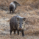 Wild boar - PhotoDune Item for Sale