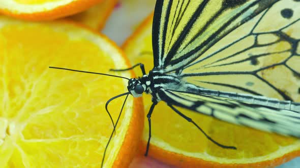 Exotic Animals Idea Leuconoe Butterfly Eating