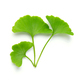 Ginkgo biloba leaves - PhotoDune Item for Sale