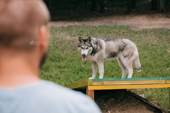 selective focus of man with siberian husky dog in obedience class
