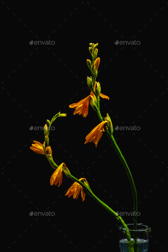 orange lily flowers and buds on green stems in transparent vase isolated on black