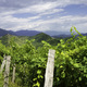 Vineyards along the Road of Prosecco e Conegliano Wines - PhotoDune Item for Sale