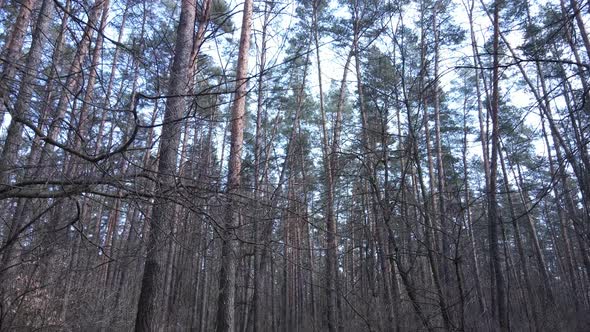 Forest Landscape Aerial View Slow Motion alt