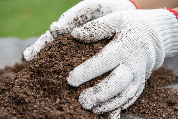 Hand holding peat moss organic matter improve soil for agriculture organic  plant growing, ecology concept. Stock Photo