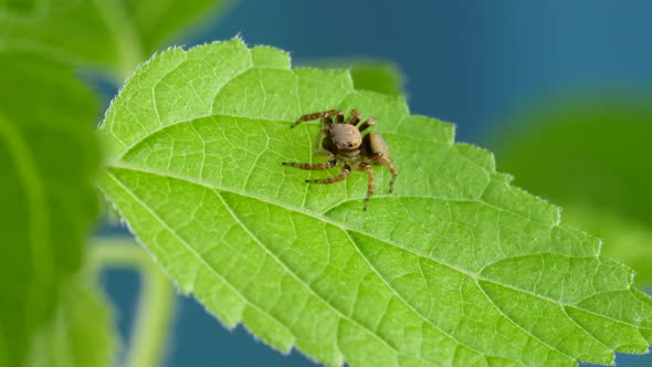Cute Red Jumping Spider Sitting And Looking Curious on Green Plant alt