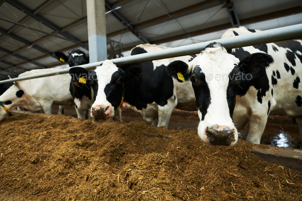 Group of black-and-white purebred dairy cows in cowshed - Stock Photo - Images