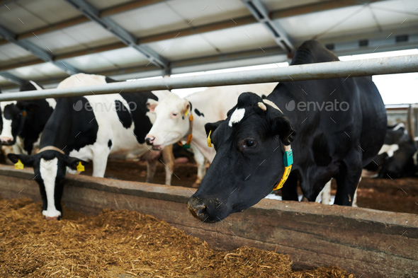 Row of black-and-white milk cows standing in cowshed and eating fodder - Stock Photo - Images