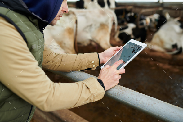 Close-up of young male worker of cowfarm with digital tablet - Stock Photo - Images