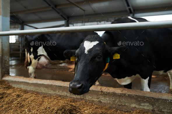 Black dairy cow with white spots on forehead and chest - Stock Photo - Images