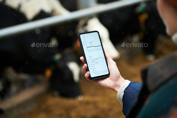 Hand of young female owner of modern cowfarm holding mobile phone - Stock Photo - Images