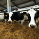 Group of black-and-white purebred dairy cows in cowshed - PhotoDune Item for Sale