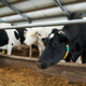 Row of black-and-white milk cows standing in cowshed and eating fodder - PhotoDune Item for Sale