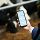 Hand of young female owner of modern cowfarm holding mobile phone - PhotoDune Item for Sale