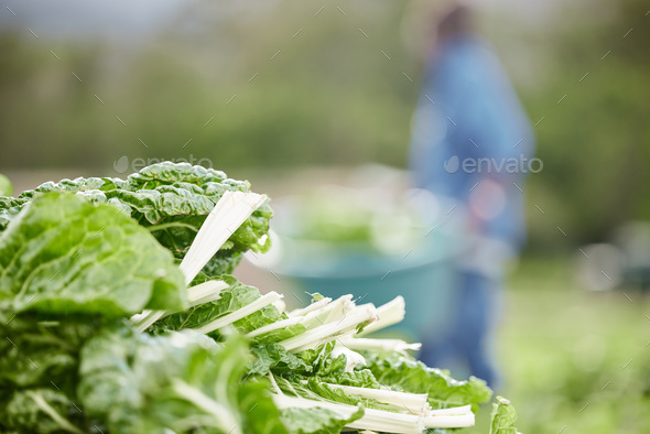 Countryside spinach leaf farm in spring harvest, bokeh background, zoom green nature vegetables on