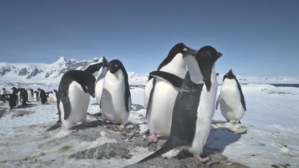 Antarctic Adelie Penguin Colony Play Timelapse alt