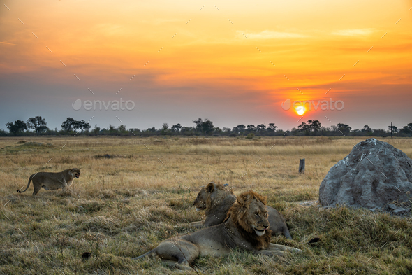 Lions at Sunset - Stock Photo - Images