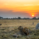 Lions at Sunset - PhotoDune Item for Sale