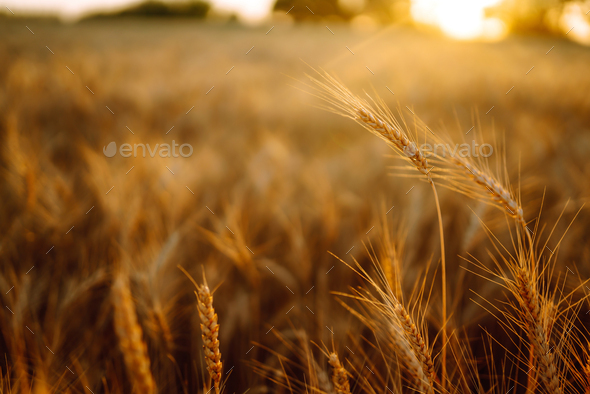 Sunset wheat golden field in the evening. Growth nature harvest. Agriculture farm.