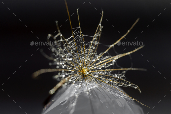 Macro shot of dandelion with water drops on it against dark plain background. Living in a harmony.