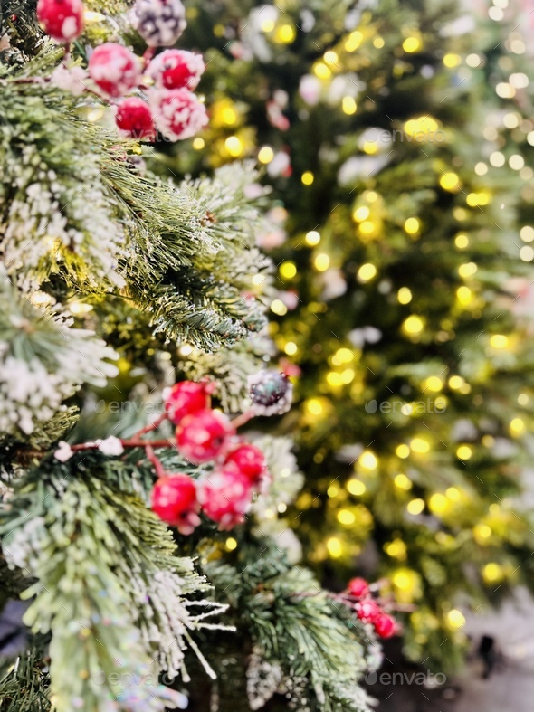 Christmas trees. Stock Photo by marisap7 PhotoDune