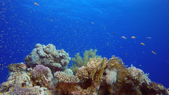 Underwater Colourful Life alt