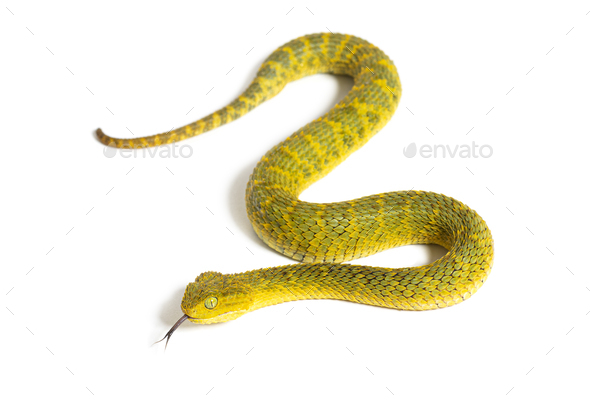 Bush Viper Atheris Squamigera Stock Image - Image of animal, found