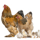 Brahma Rooster and hen, chicken, standing with chicks, isolated on white  Stock Photo by Lifeonwhite