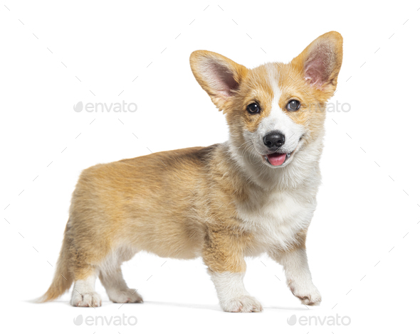 Happy standing and panting Puppy Welsh Corgi Pembroke looking at the camera, 14 Weeks old, isolated - Stock Photo - Images